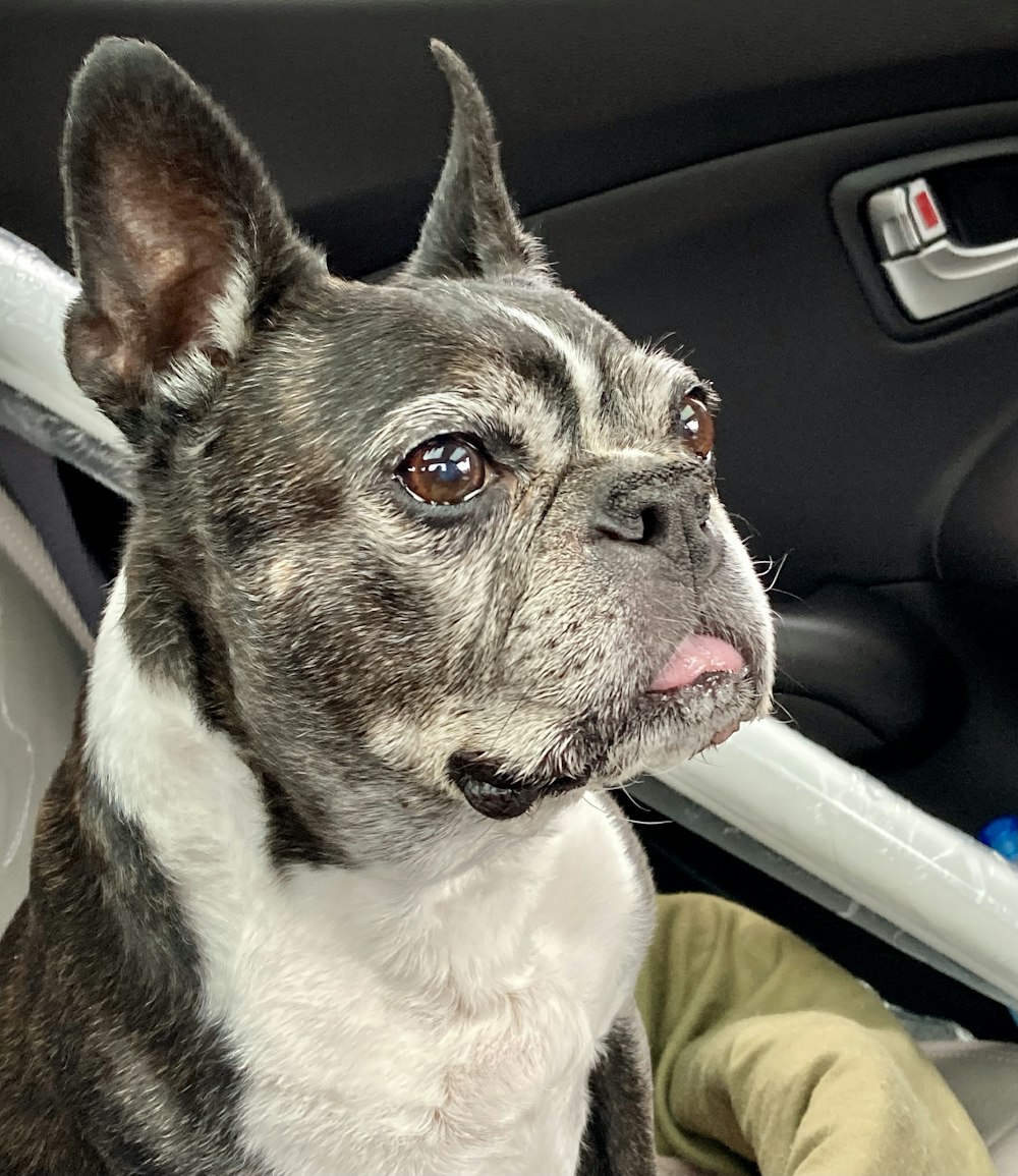 a small dog sitting in a car seat