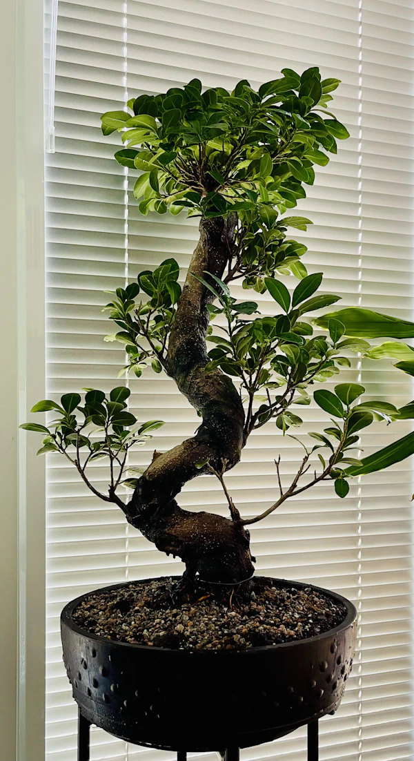 Bonsai ficus ginseng