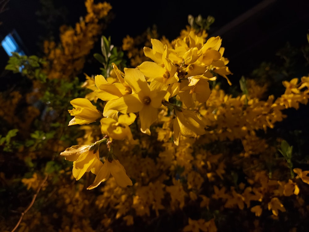 a close up of yellow flowers on a tree