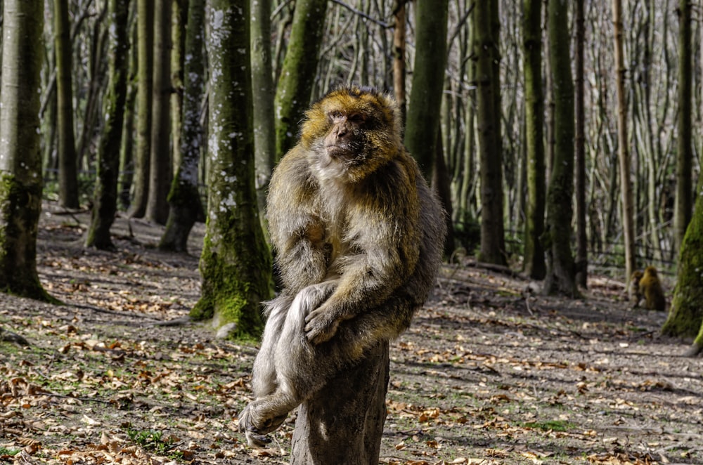 a monkey standing on a tree stump in a forest