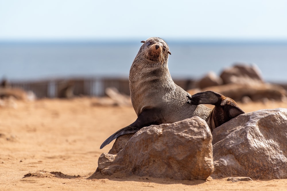 a sea lion sitting on a rock on the beach