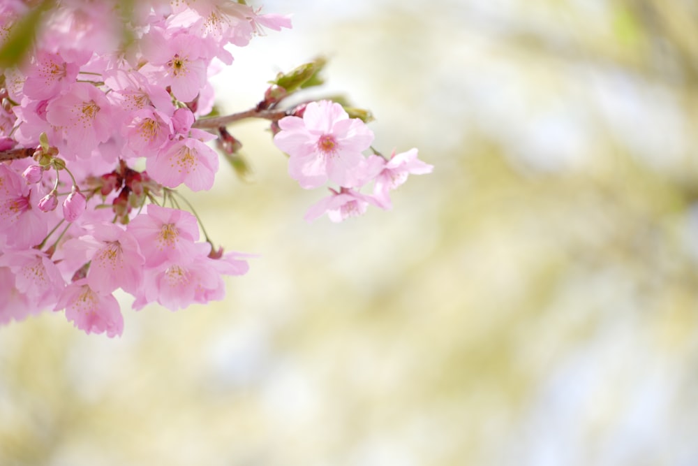 a close up of pink flowers on a tree