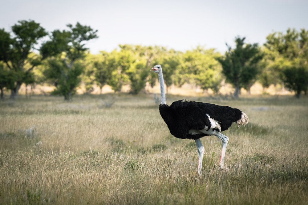 an ostrich standing in a field with trees in the background