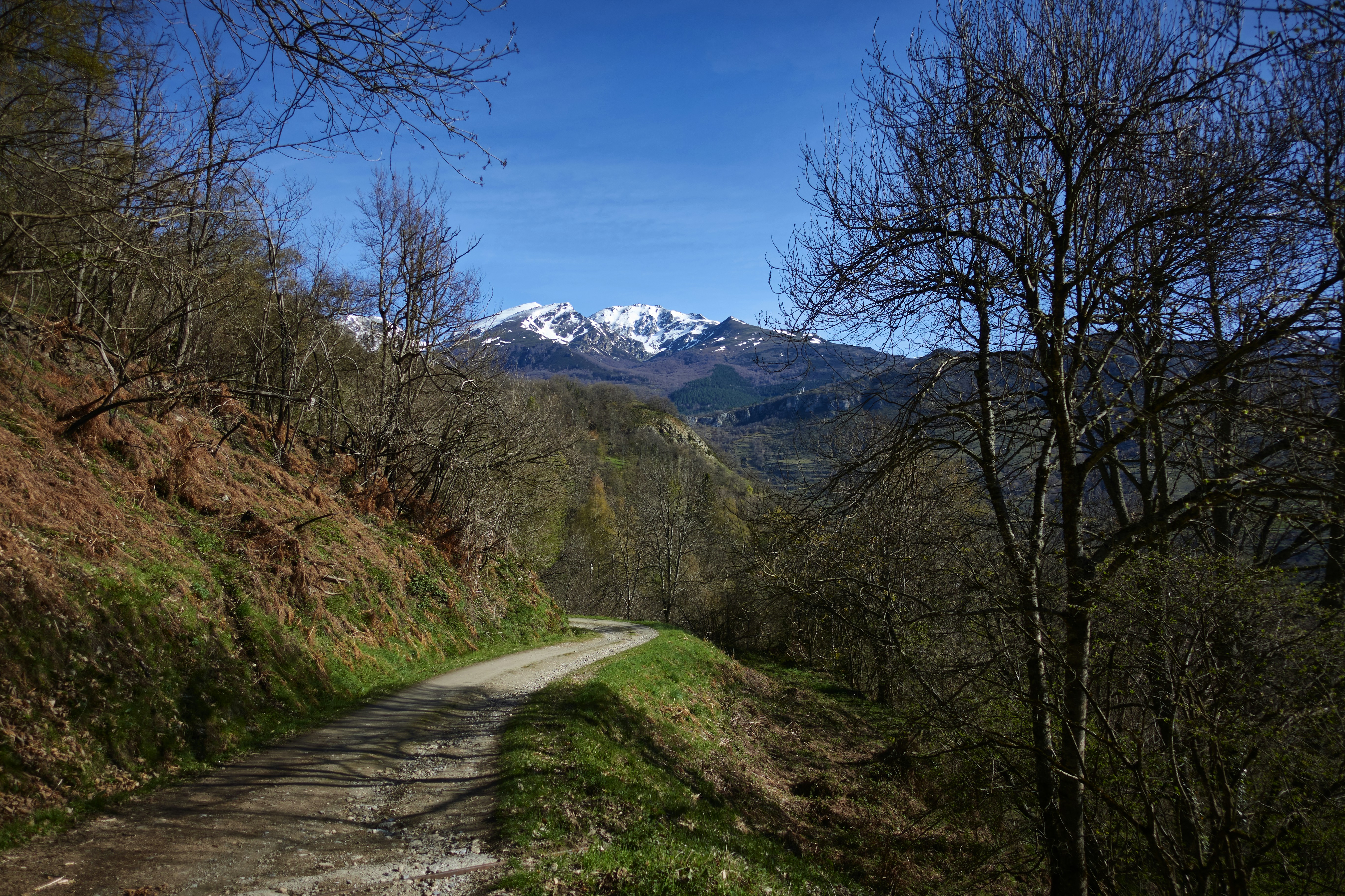 Foto Un camino de tierra rodeado de árboles y montañas – Imagen Camino ...