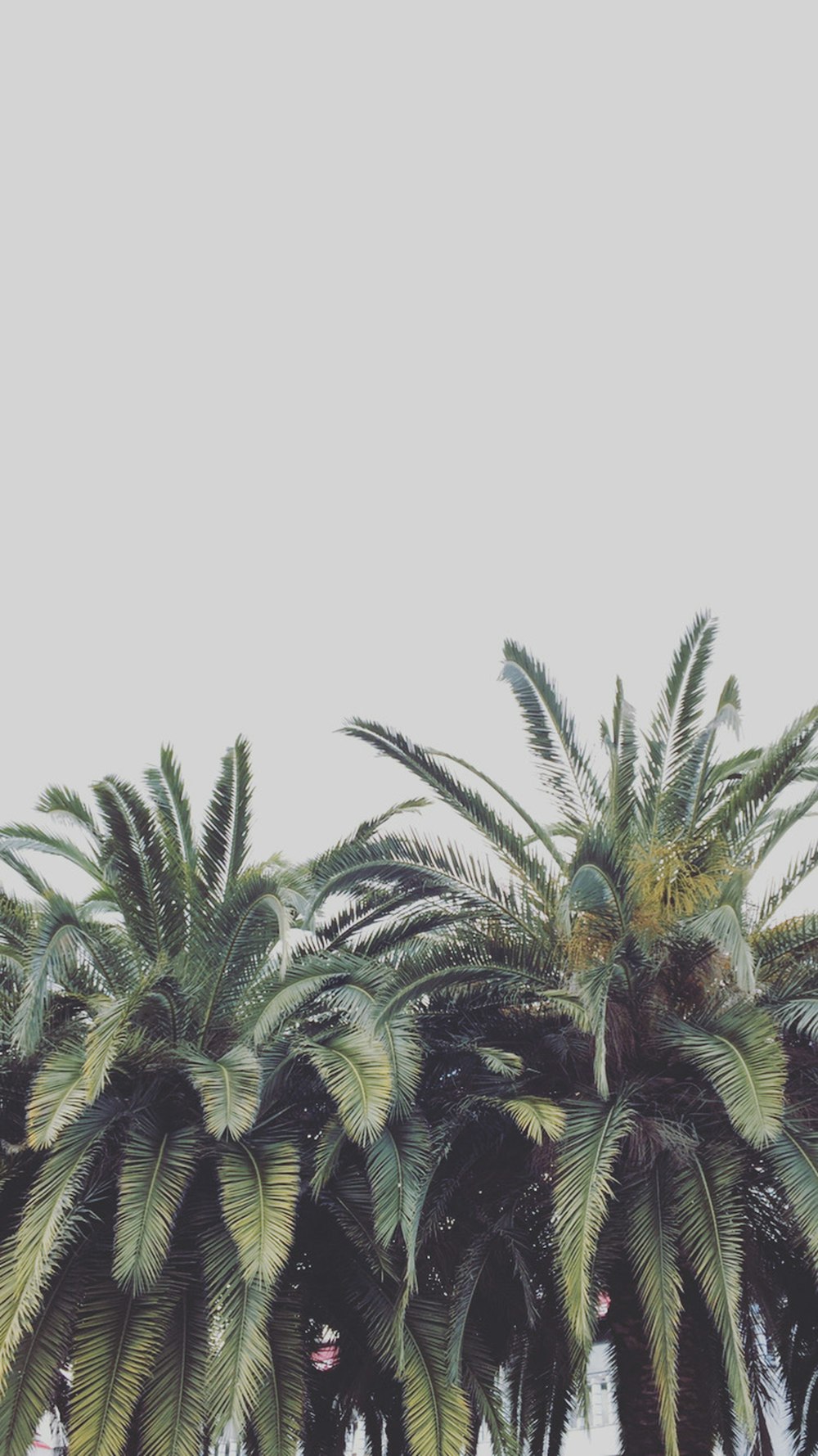 a group of palm trees in front of a white sky