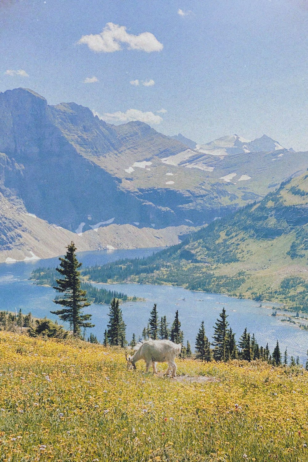 a cow standing on top of a grass covered hillside