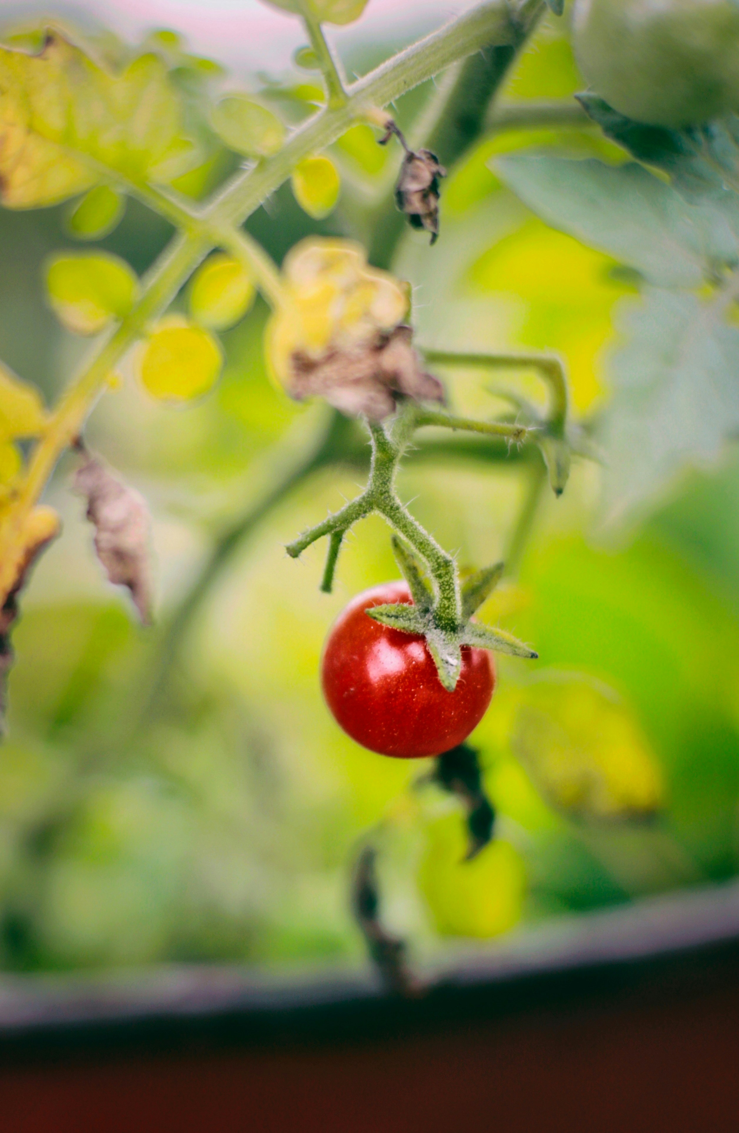 Photo by niranjanborah