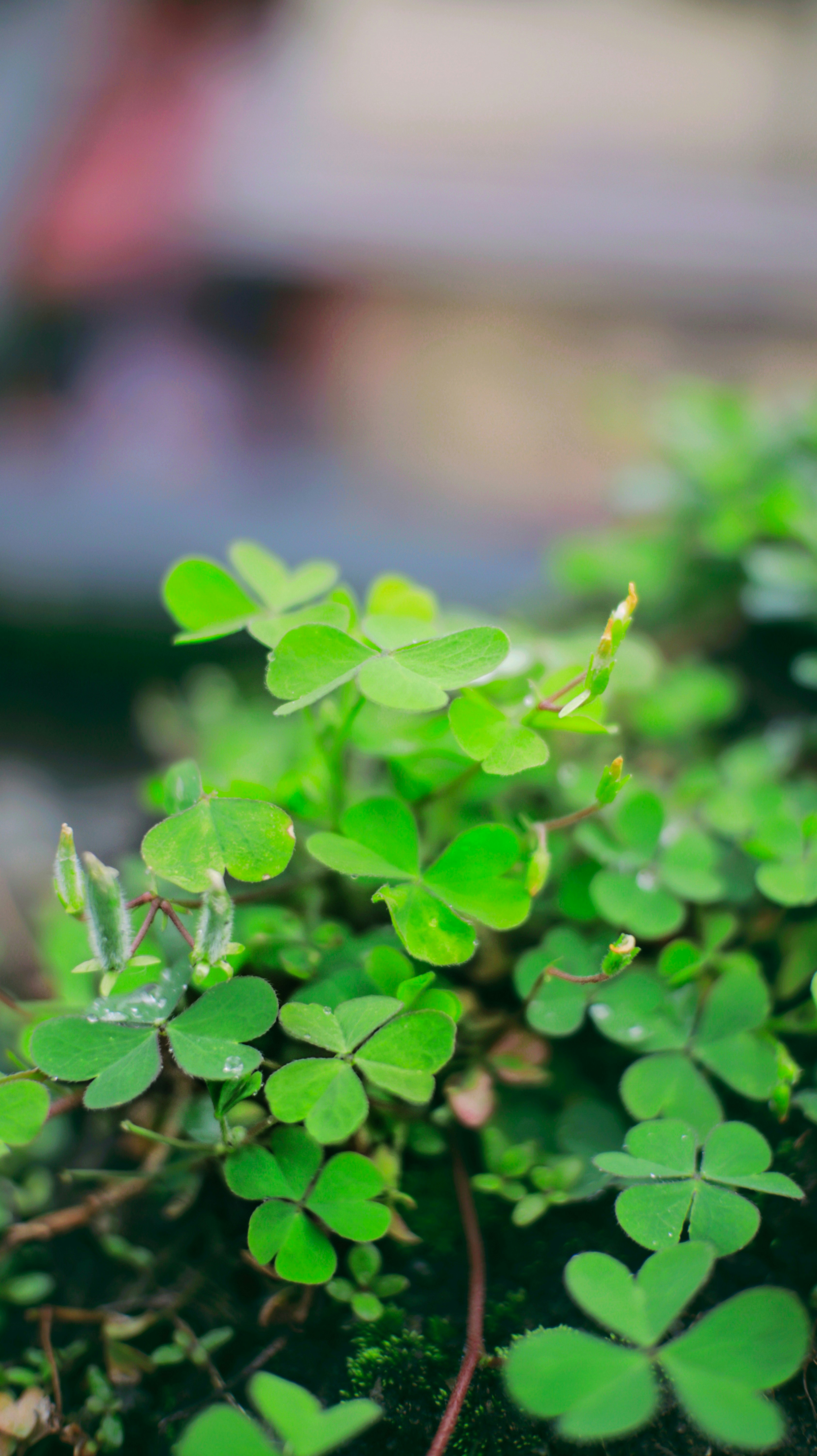 Photo by niranjanborah