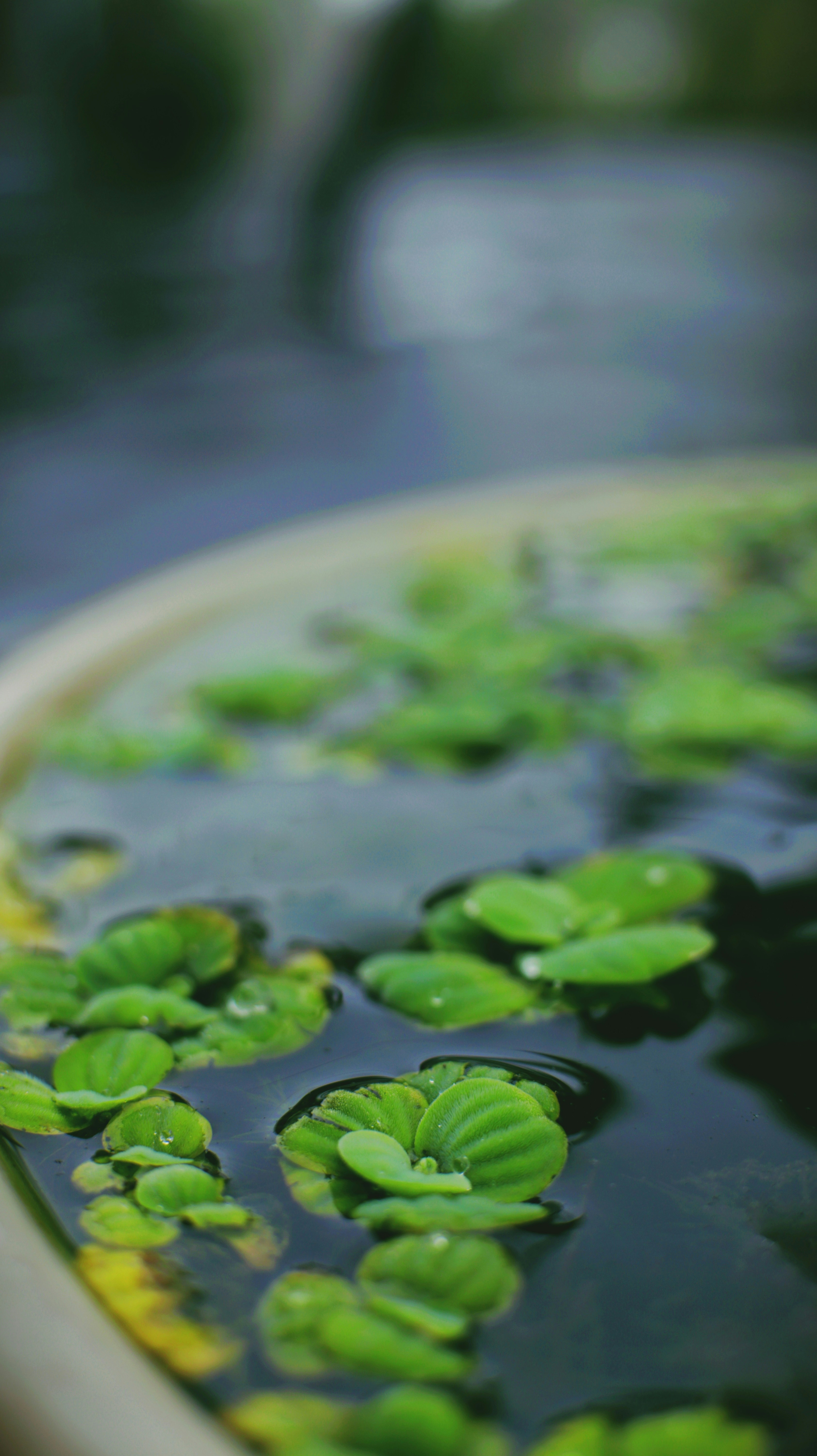 Green Background Nature Pictures | Download Free Images on Unsplash