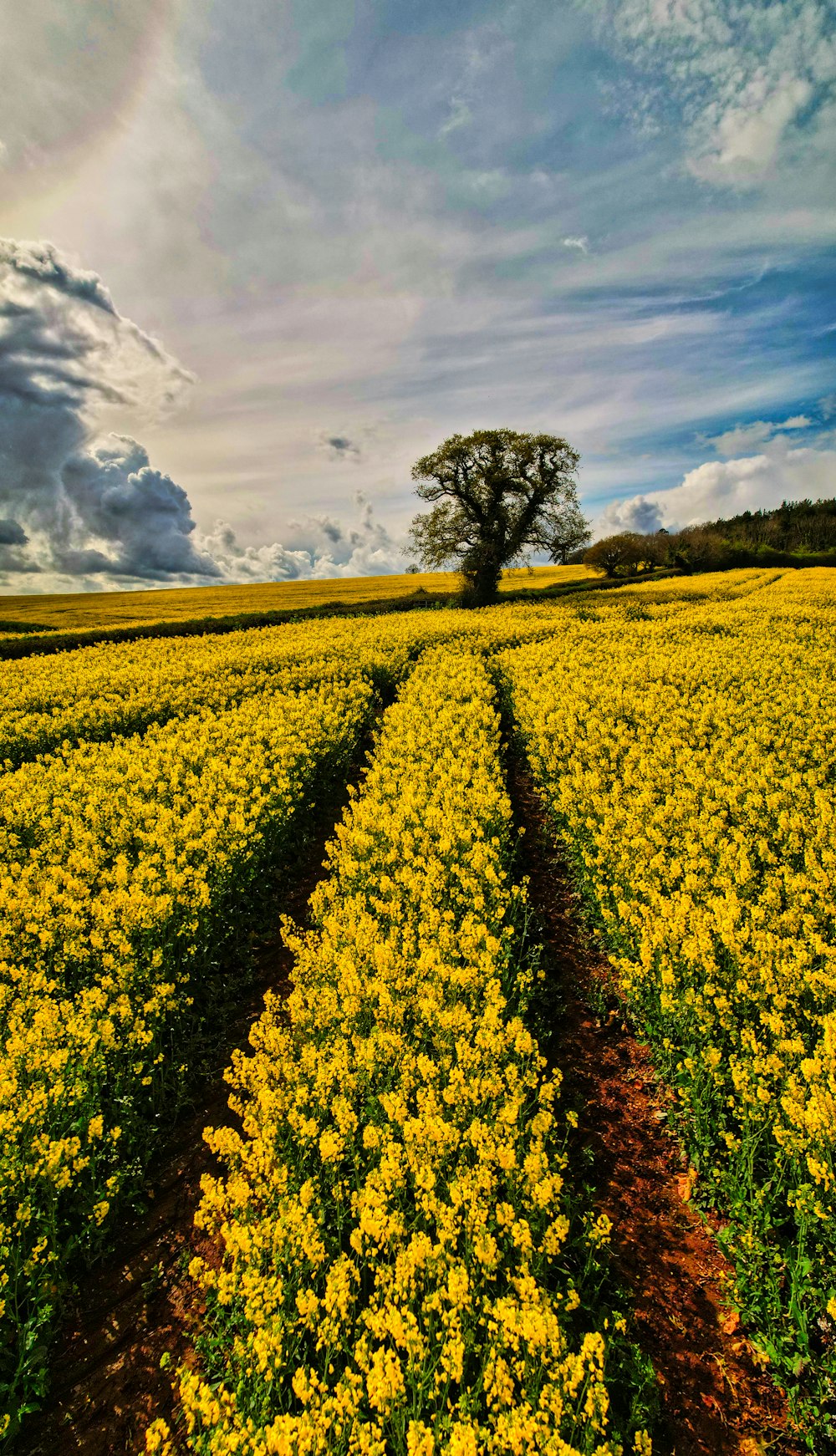 a large field of yellow flowers under a cloudy sky