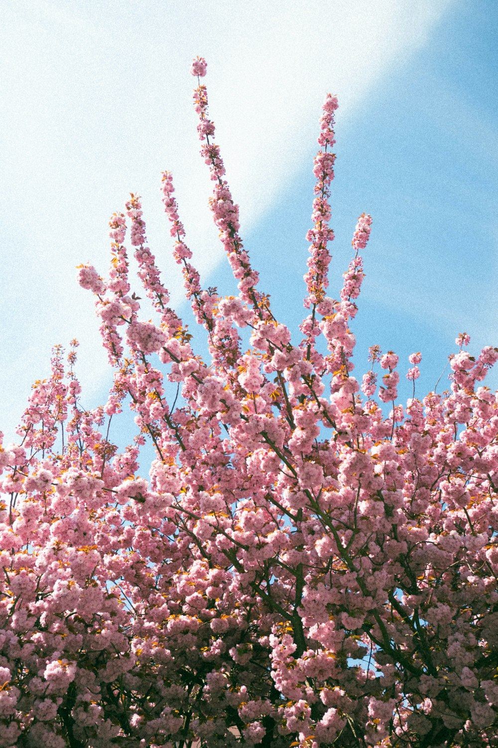 Ein Baum mit rosa Blüten im Vordergrund und blauem Himmel im Hintergrund