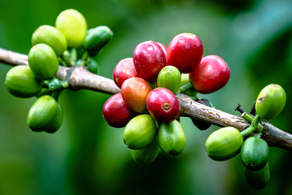 Los granos de café crecen en la rama de un árbol