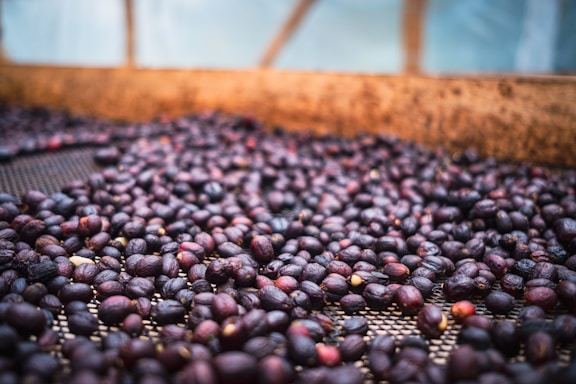 a bunch of coffee fruits spread out for drying