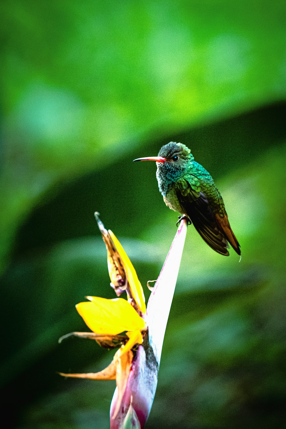 a hummingbird perches on a flower in a tropical setting