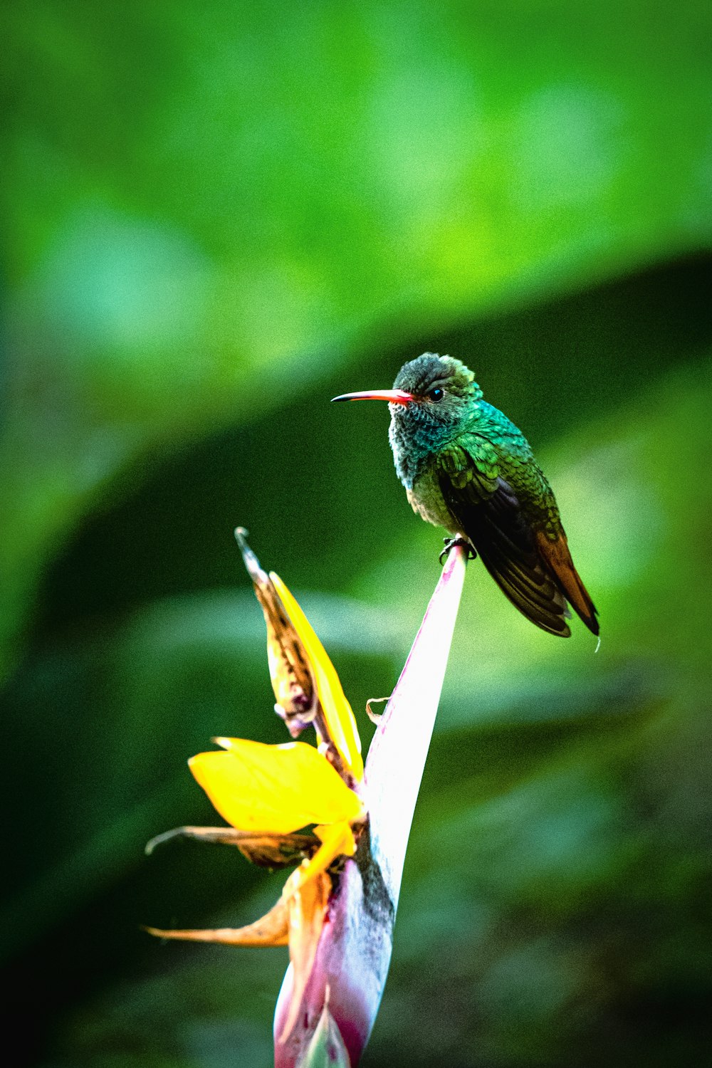 Un colibrí se posa sobre una flor en un entorno tropical