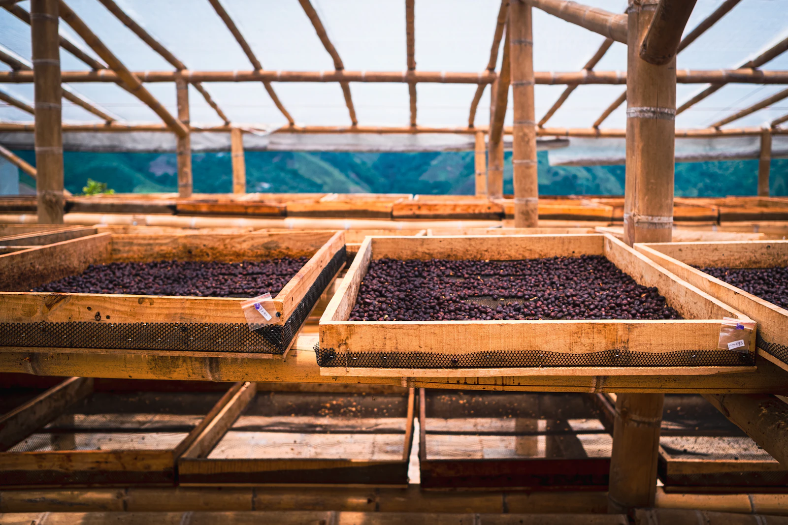 Coffee drying on raised wooden beds under a shade structure