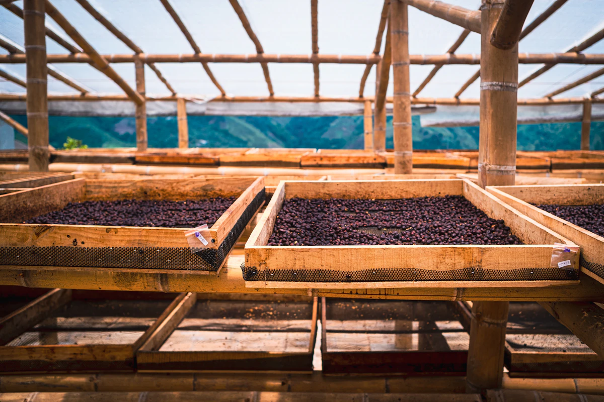 Fermentation boxes filled with freshly pulped coffee