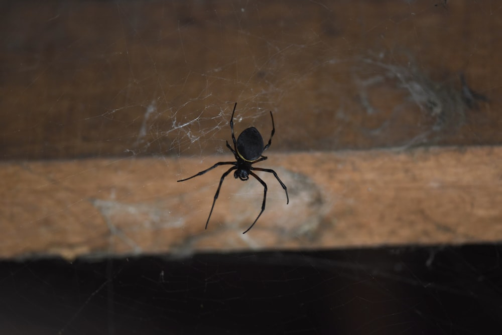 a black widow spider sitting on its web
