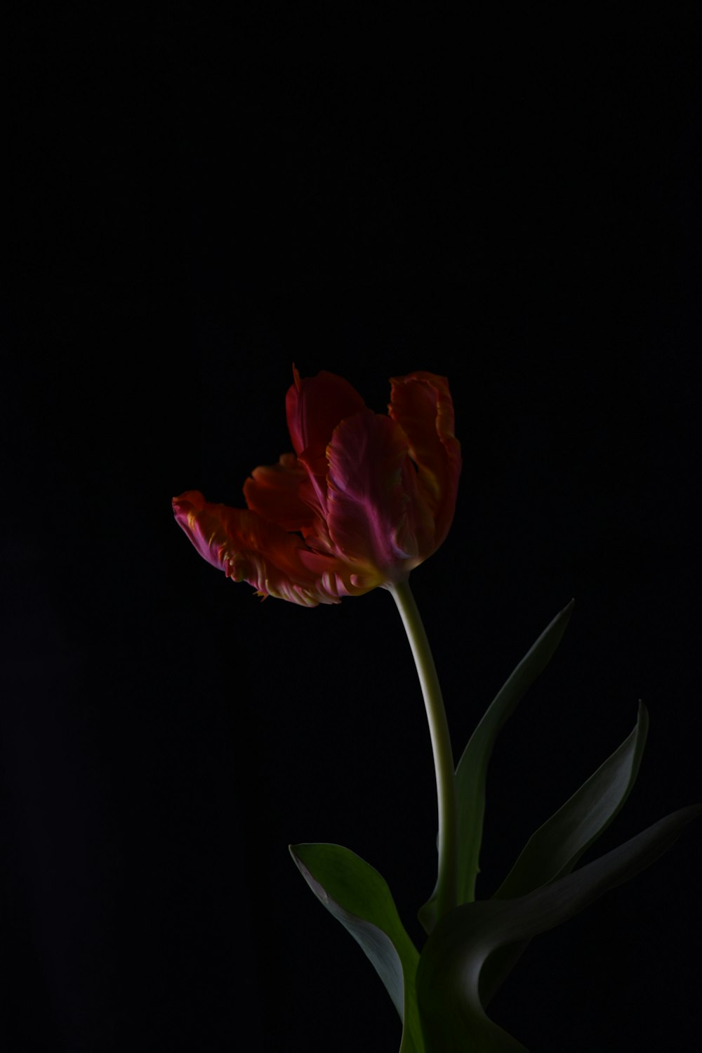 a single red flower in a black vase