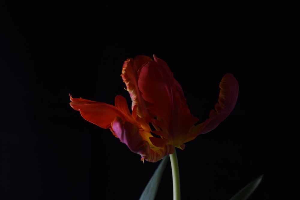 a red and yellow flower in the dark