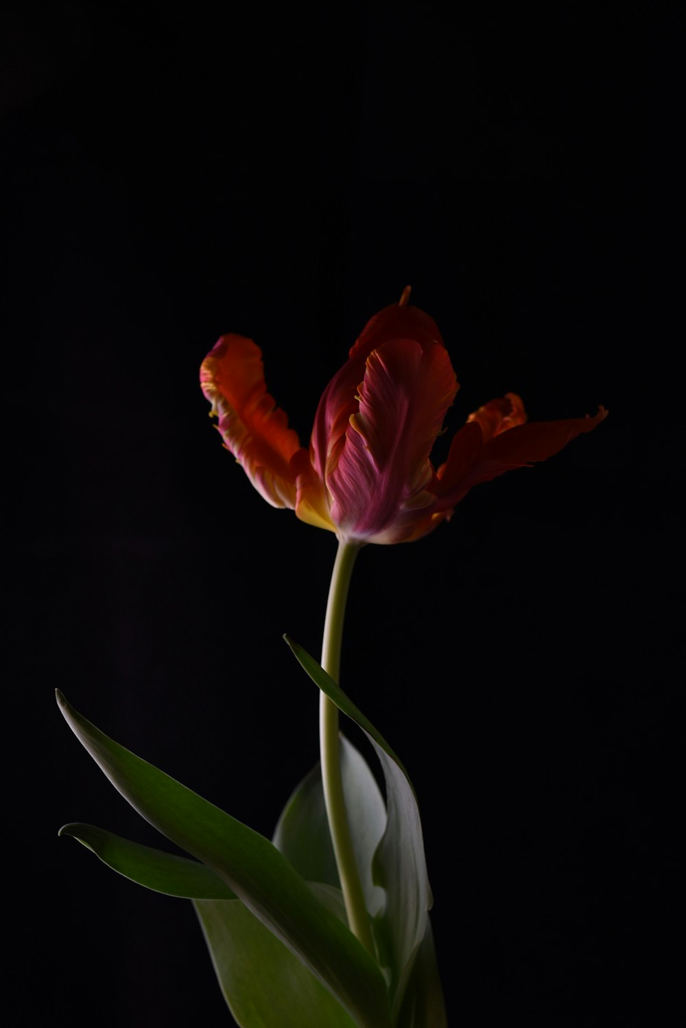 a single red flower in a vase on a black background
