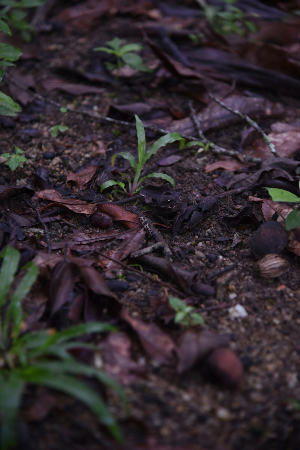 a bird is standing on the ground in the grass