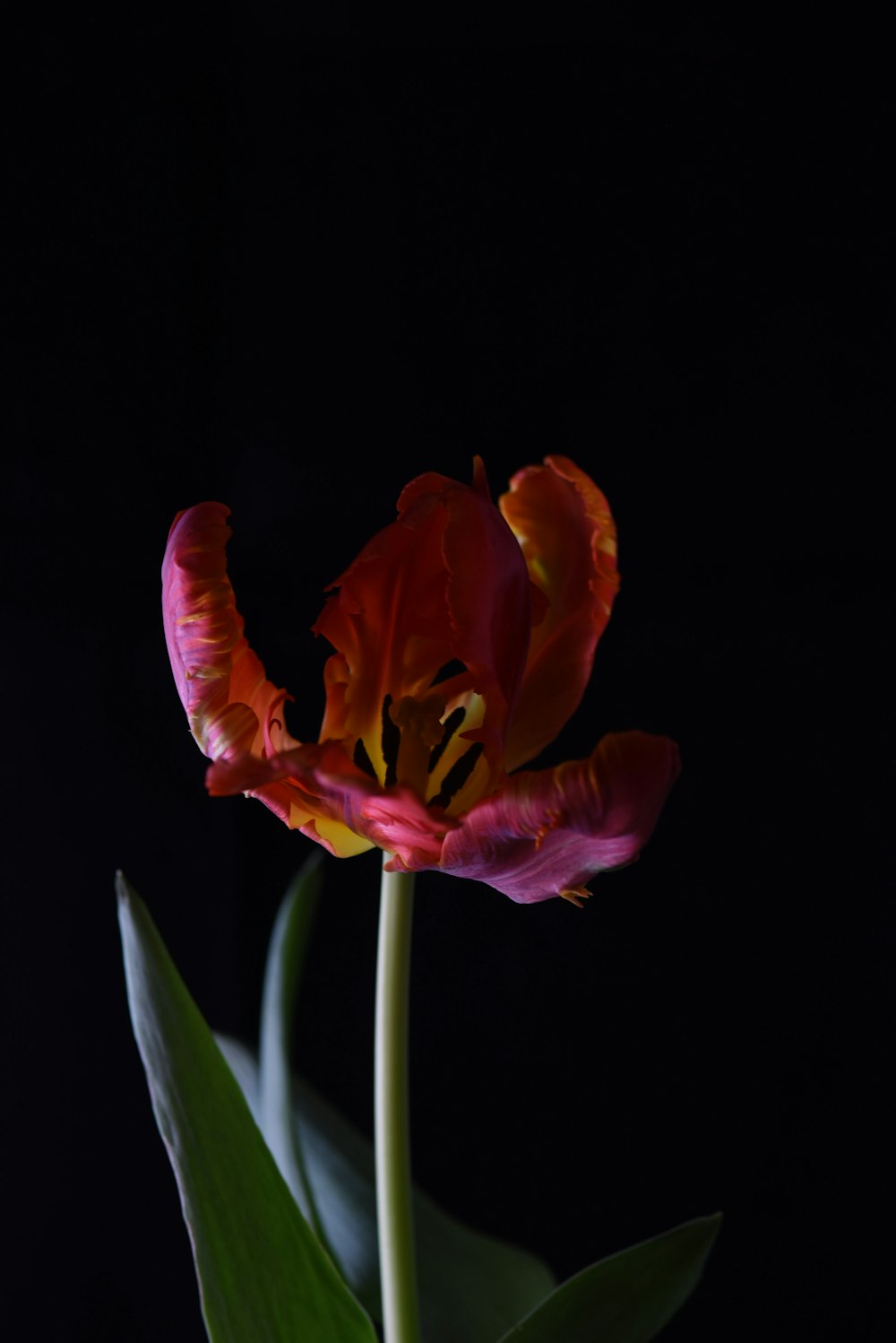 a single red flower with green leaves on a black background