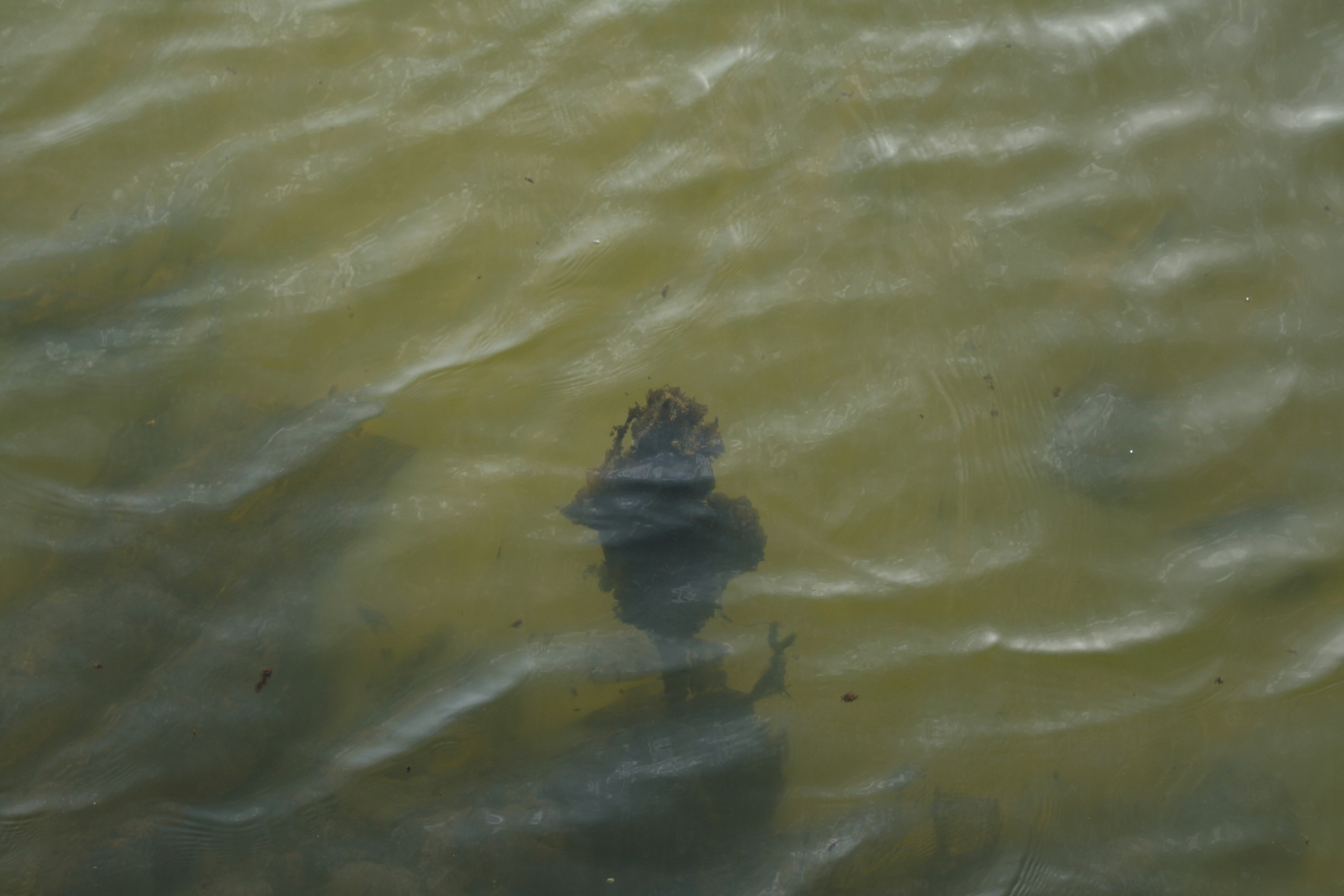 Photo by canon1000denthusiast