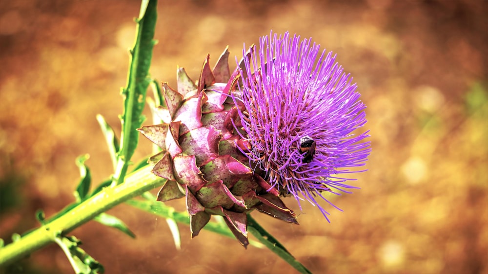 a purple flower with a bee on it