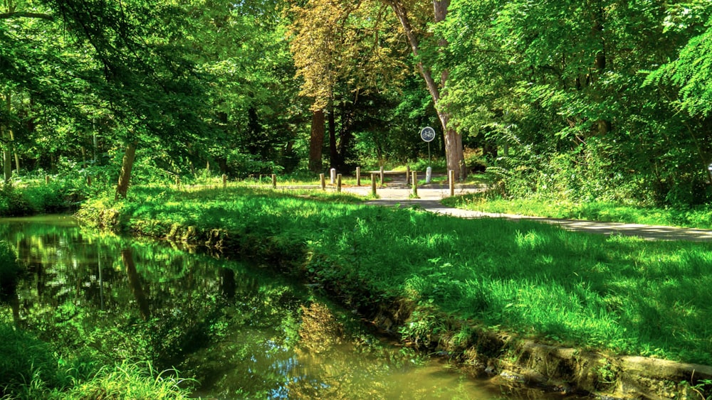 a river running through a lush green forest