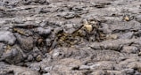 Dark, uneven lava rock features a rough, textured surface with some areas smoother and others more jagged. The landscape appears barren and devoid of vegetation, emphasizing the natural formations created by molten rock cooling and solidifying.