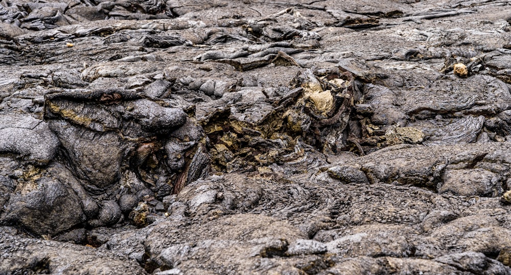 a close up of rocks and dirt with a bird in the background