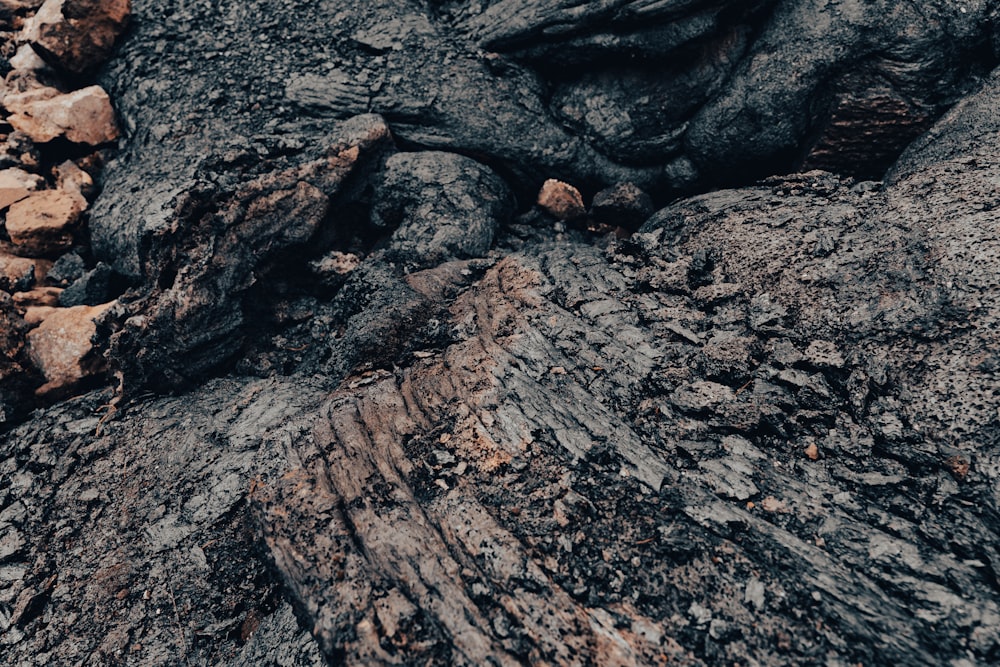 a close up of a tree trunk with rocks in the background