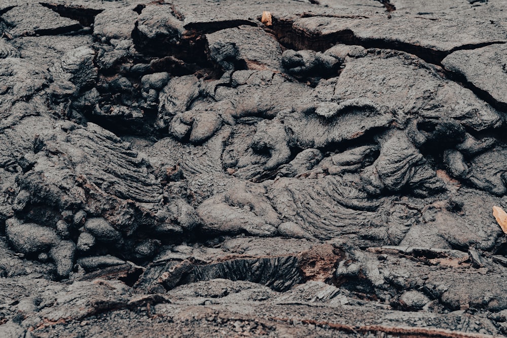 a close up of a rock formation with a plant growing out of it