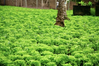 A lush field filled with vibrant green leafy plants, possibly lettuce. The foreground features rows of plants closely packed together, with a tree trunk rising amidst the greenery. In the background, the blurred outline of more vegetation and a rustic wall provides a natural backdrop.