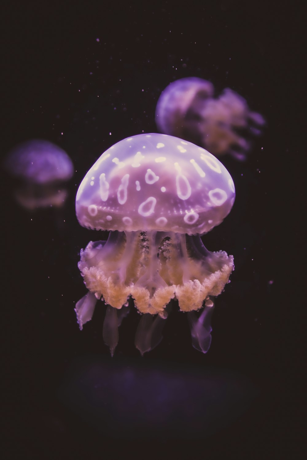 Un groupe de méduses flottant dans l’eau