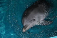 a dolphin swimming in a pool of water