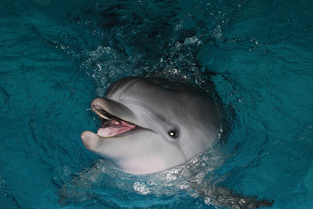 a dolphin with its mouth open in the water