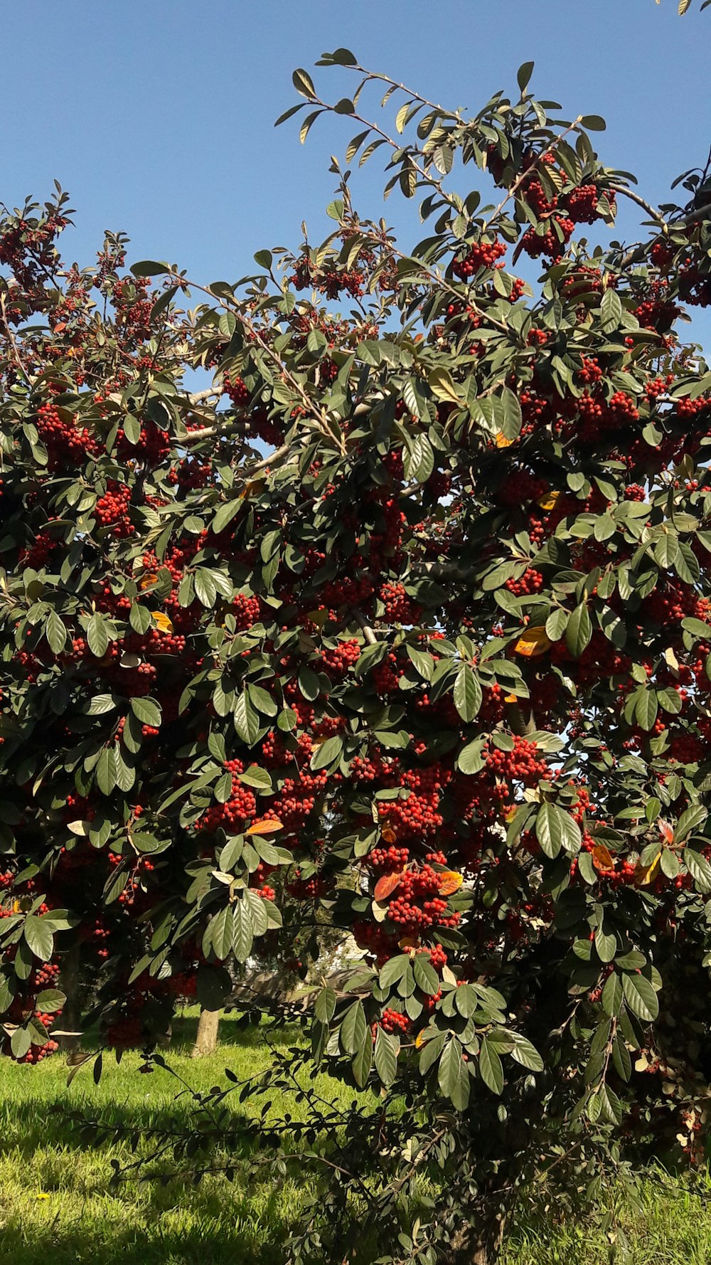 a tree with lots of red berries growing on it