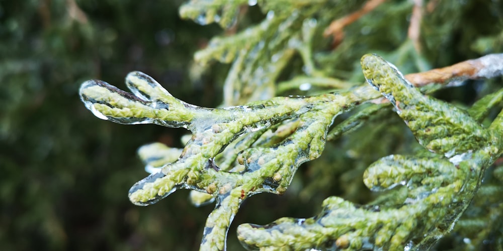 a close up of a tree with water droplets on it