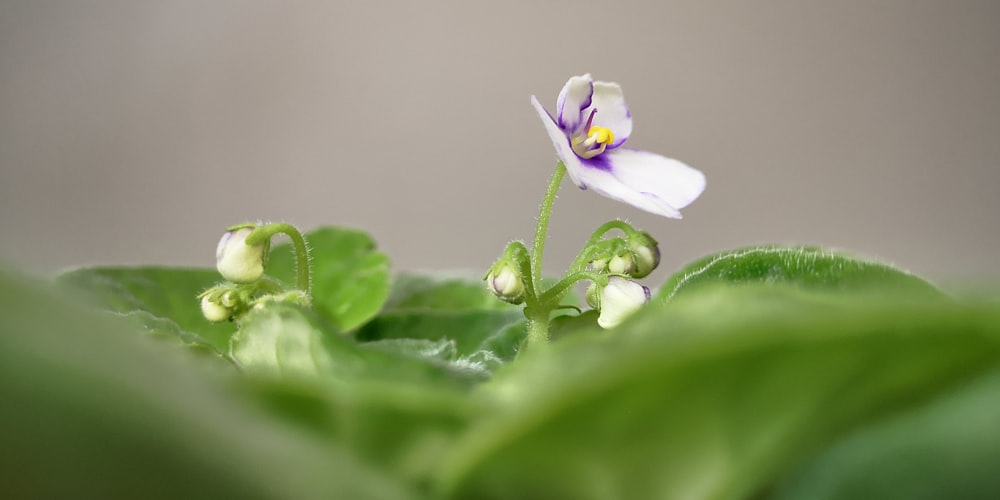 a small white flower sitting on top of a green leaf