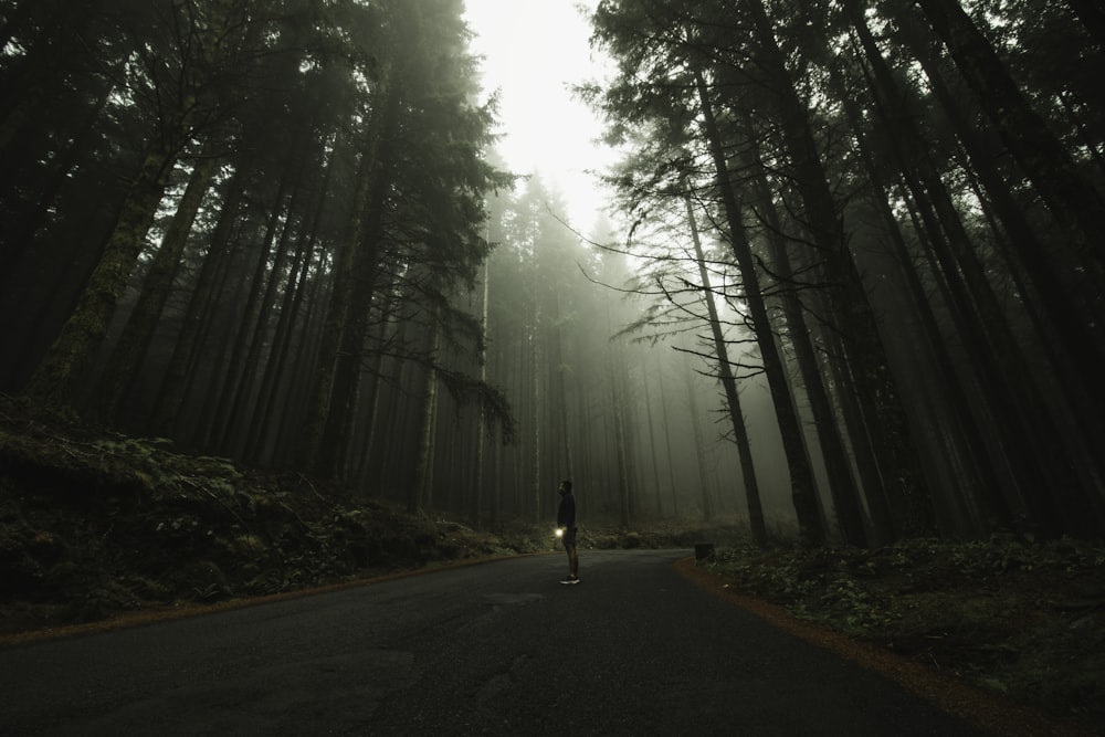 a person walking down a road in the middle of a forest