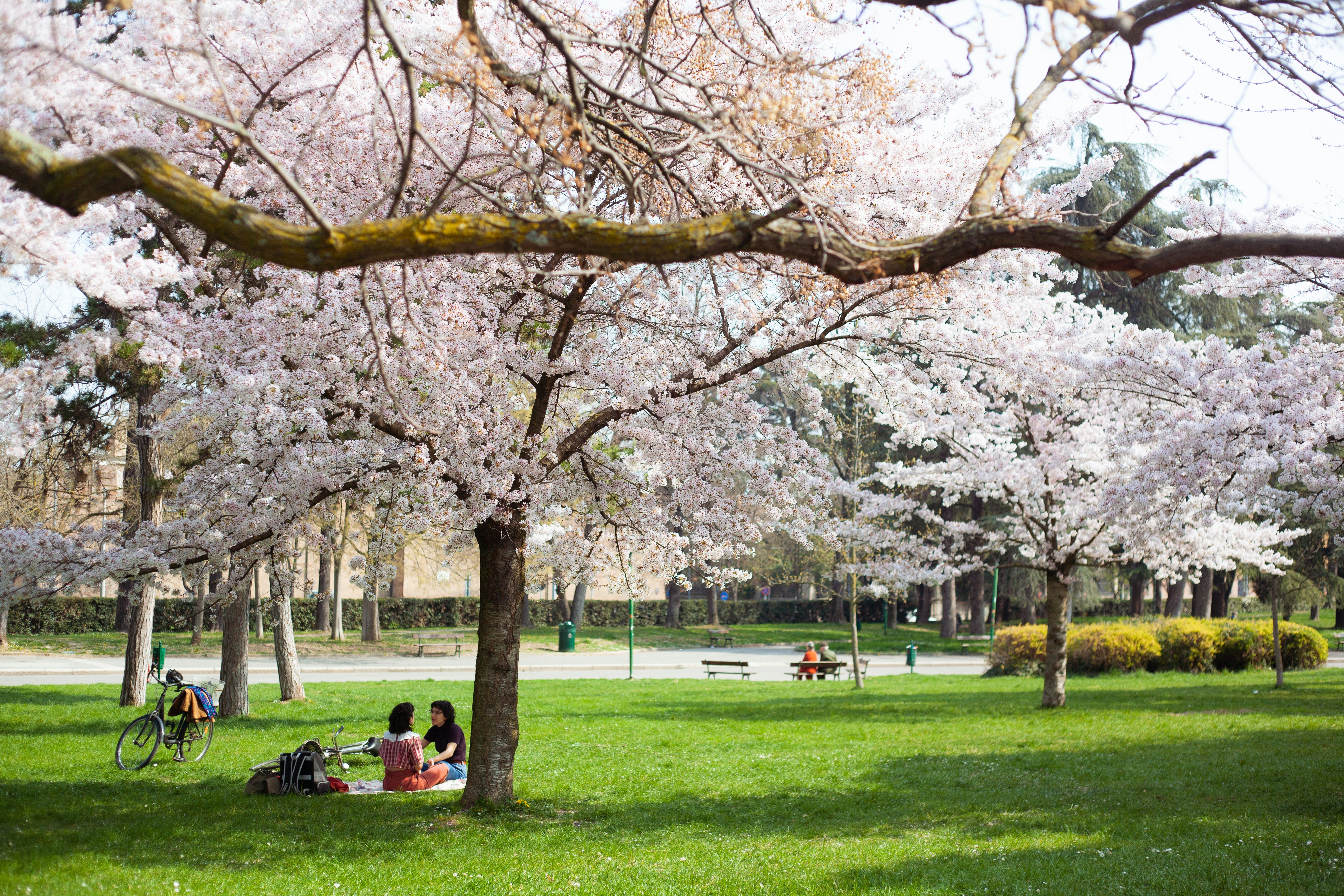 A group of people sitting under cherry blossom trees photo Free