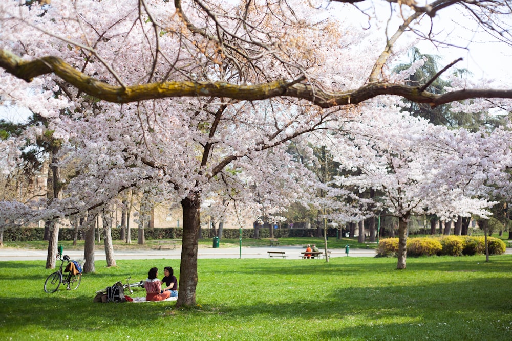 a group of people sitting under cherry blossom trees