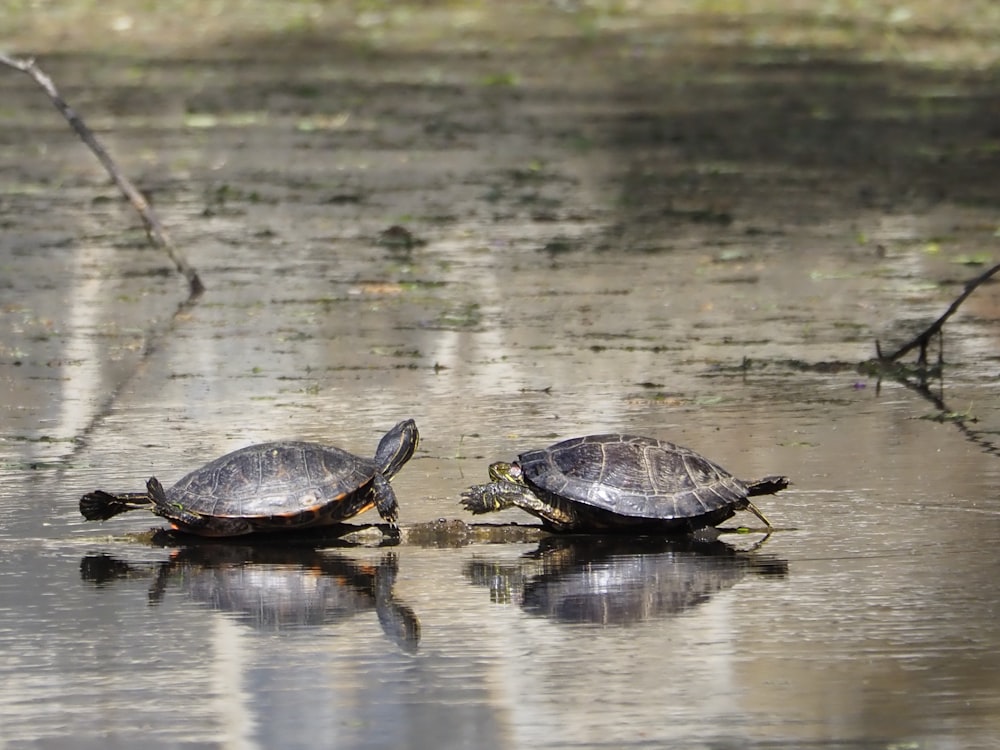 two turtles sitting on top of a body of water