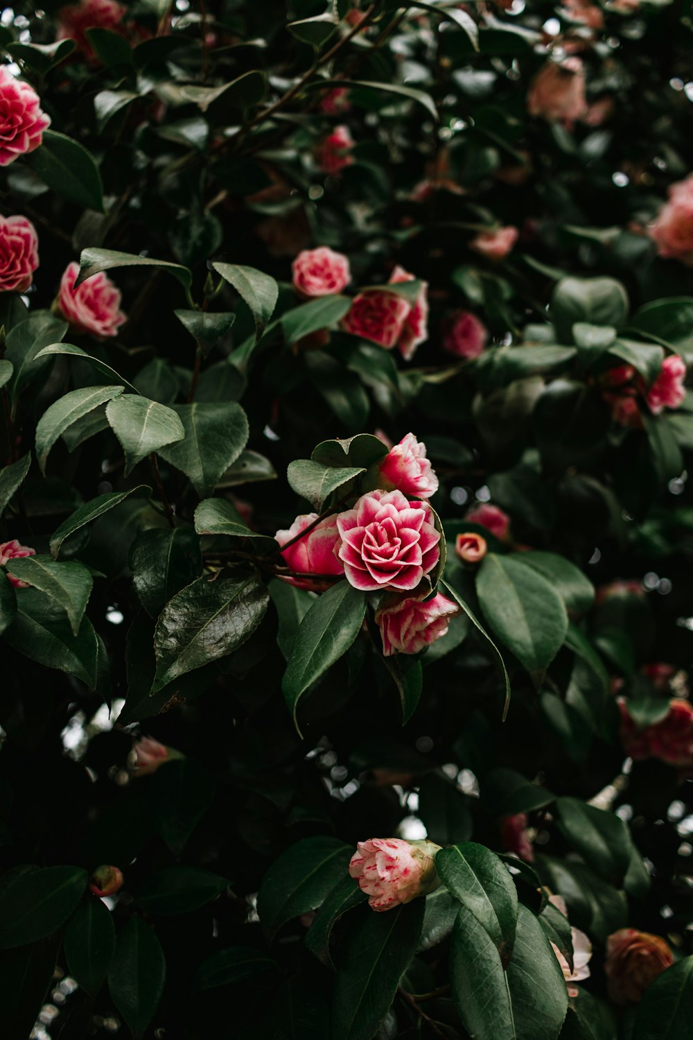 a bush with pink flowers and green leaves