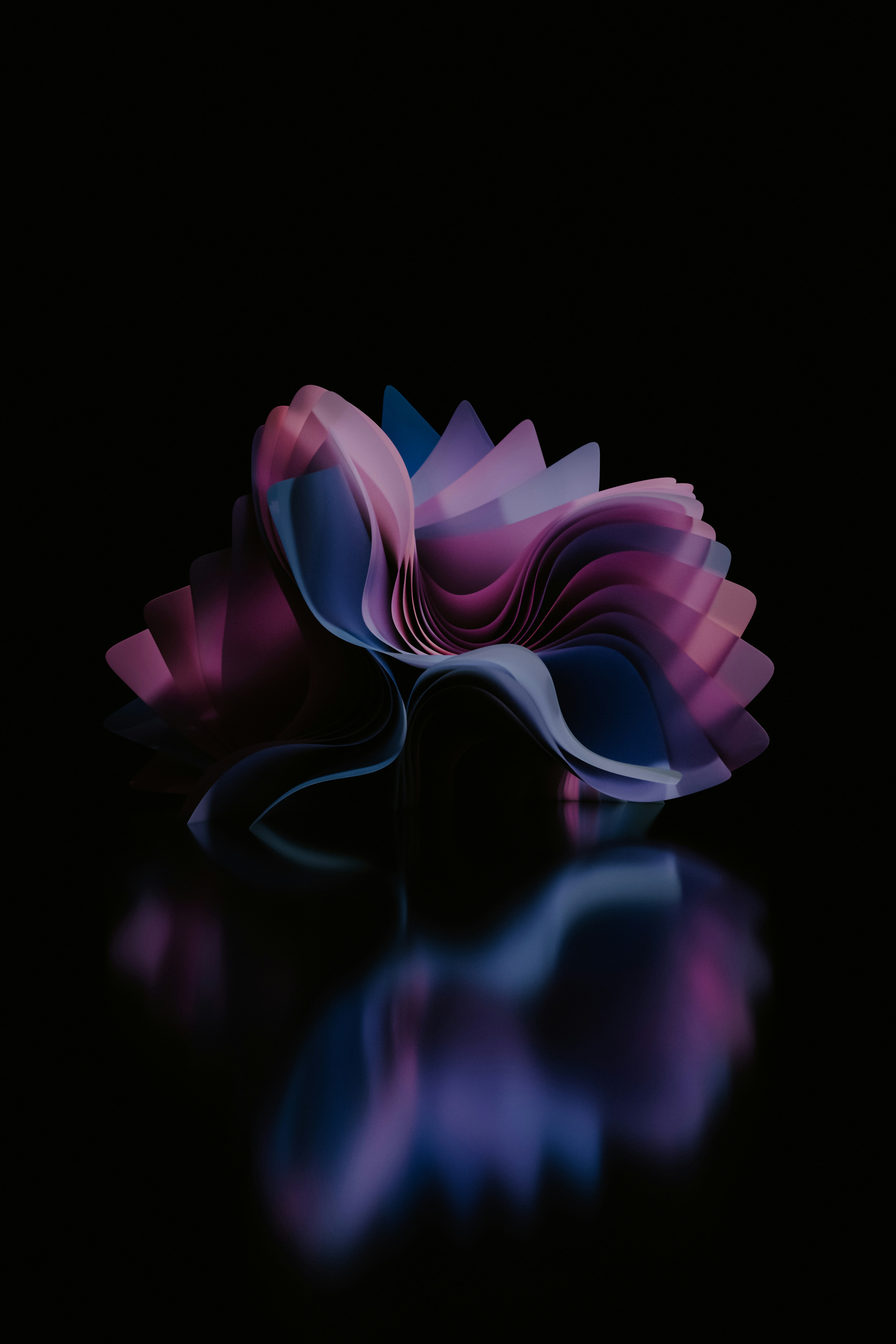 A purple and blue flower on a black background