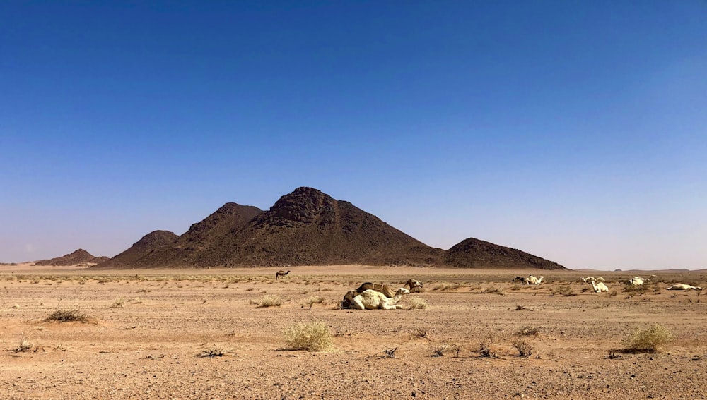 a desert with a mountain in the background
