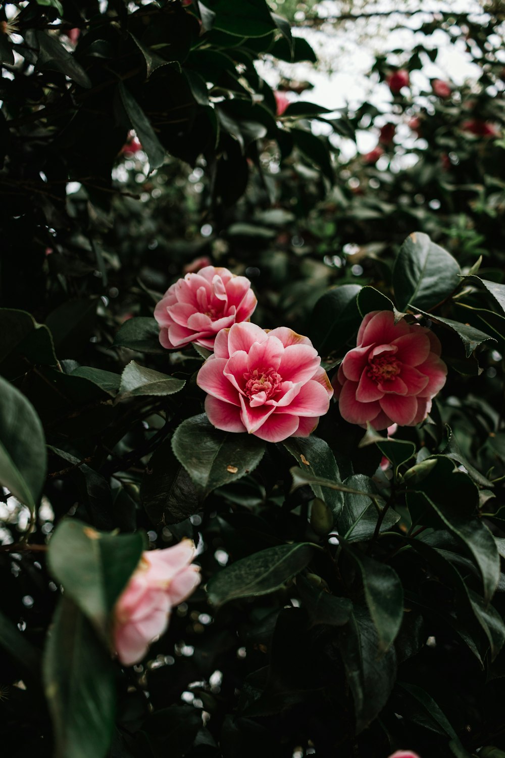 pink flowers are blooming on a tree