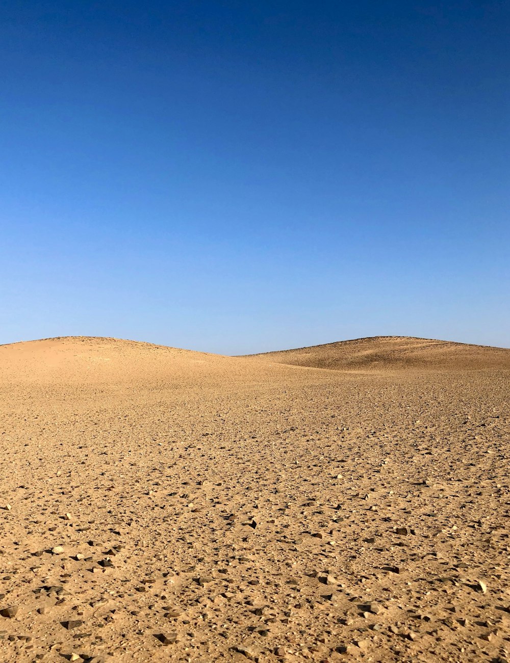 a lone horse standing in the middle of a desert